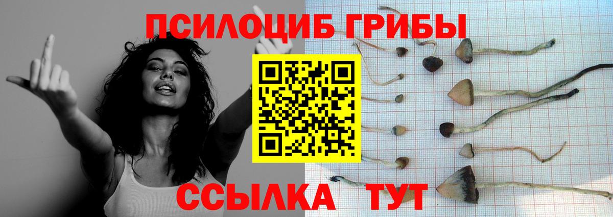 Галлюциногенные грибы Psilocybe Асино